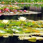 Pond with flowers