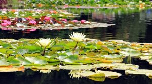 Pond with flowers